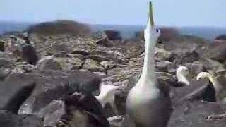 Albatrosses dancing to classical music [upl. by Ijies772]