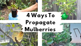 4 Methods to Propagate Mulberries [upl. by Lanni722]