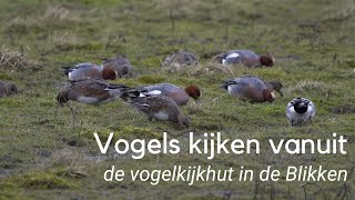 Vogels kijken in de Blikken bij Groede 1181 [upl. by Carmita]