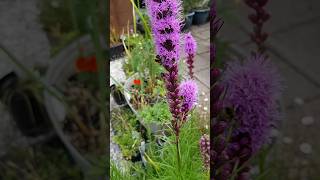 Liatris a beautiful plant for Bees [upl. by Acirre]