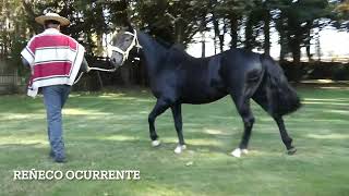 LOTE 71  REÑECO OCURRENTE [upl. by Enitsenrae]