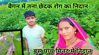 बैगन में तना छेदक रोग का निदान brinjal farming [upl. by Imuy]