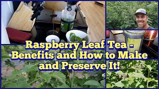 Raspberry Leaf Tea  Benefits and How to Make it and Preserve it [upl. by Chantalle]