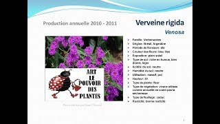 Verveine rigida venosa plante vivace [upl. by Appleton]