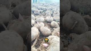 elephant yam harvesting video harvesting shorts elephantyam amazing [upl. by Shara]