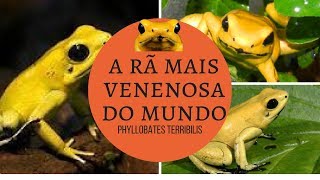 A rã mais venenosa do mundo 🐸Phyllobates terribilis🐸curiosidades [upl. by Arima]