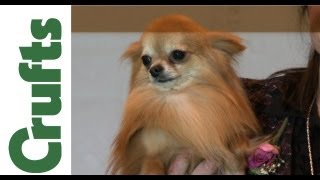 Crufts 2012  Chihuahua Long Coat Best of Breed [upl. by Nitsyrc]