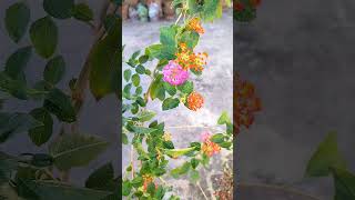 Beautiful Lantana plant [upl. by Llevrac]