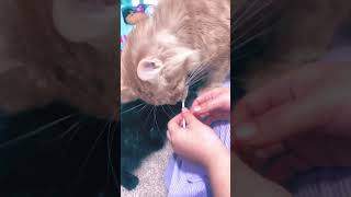 Lollipoppppp kitten funny music Mama kitty steals it all for herself [upl. by Pros]