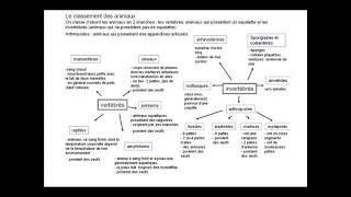 biologie animale classification des vertébrés et invertébrés [upl. by Moyer539]