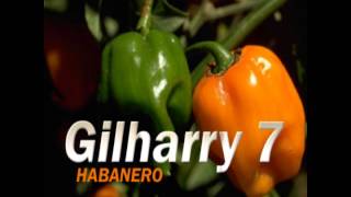 Gilharry 7  habanero [upl. by Eekram]