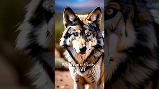 Mexican grey wolves the most endangered wolves [upl. by Anahs]