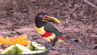 ARAÇARICASTANHO no quintal PTEROGLOSSUS CASTANOTIS CHESTNUTEARED ARACARI TUKANI Ave exótica [upl. by Elgna]