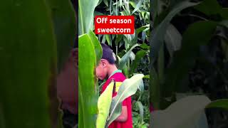 Off season sweetcorn in Perbing music song bollywood hindisong trending viralsong viralshorts [upl. by Ahseena993]