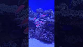 ADDING AMAZING ANTHIAS TO A MARINE AQUARIUM Marinetank aquatics aquarium saltwater fish [upl. by Gottuard]