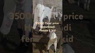 hyderabadi bakri amp kid for sale contact 9951786170 [upl. by Enilesor]