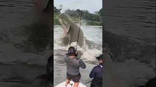 Giant Catfish Caught by Angler 🦭🐟🐲🐙 giantcreature derpseafishing [upl. by Sik910]