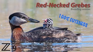 RedNecked Grebes  Breeding season [upl. by Aivalf]