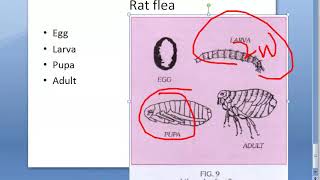 PSM 815 Oriental Rat Fleas Fleas Indices Index Plague Blocked Flea [upl. by Aicilaanna]