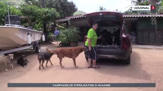 Une campagne de stérilisation de chiens et chats à Huahine [upl. by Mathis282]