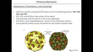 Virology Chapter 15 Part 2 [upl. by Christen]