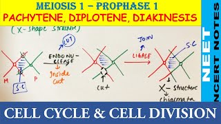 Pachytene Diplotene amp Diakinesis of Prophase 1 of Meiosis 1  NEET Biology 11  NCERT Notes NEET21 [upl. by Okemak]