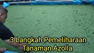 Azolla Bisa Tumbuh Hingga 30 Persen Per Hari Dengan Melakukan 3 Hal Ini [upl. by Loriner16]