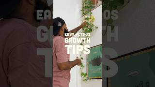 do this to make your pothos grow faster houseplants pothosplant [upl. by Eilraep]