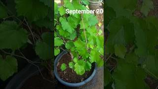 Grape plant gardeninggrapeplantpruninggardenloversshorts [upl. by Euqininod]