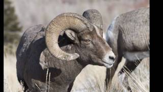 pictures of bighorn sheep [upl. by Sherburne]