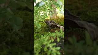 😱😍 Weaver Ants Are going goingshorts viralshort viralreels viralvideos [upl. by Junina]