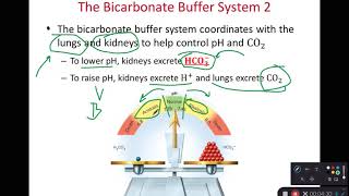 BIOL 314 Bicarbonate Phosphate amp Protein Buffers Ch 24 Part 3 [upl. by Sabec709]