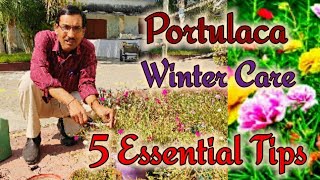 5 Tips for Portulaca Winter Care Save Portulaca in winter [upl. by Arlette254]