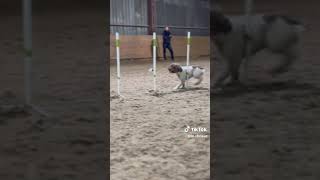 lagotto romagnolo agilty night training [upl. by Darce]