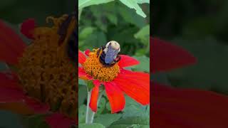 We planted Mexican sunflowers The bees approve [upl. by Weaks819]