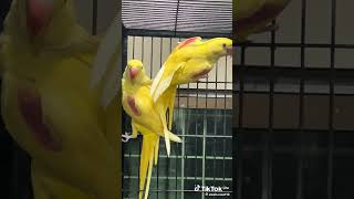 Yellow raw ringneck parrots breeder youtubeshorts viralshort viralshort [upl. by Fonz]