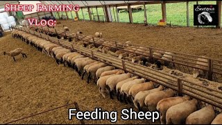 Sheep Farming Vlog Feeding Sheep [upl. by Eelyac131]