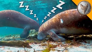 How do Manatees Sleep Underwater [upl. by Atisusej195]