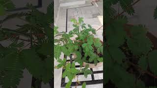 Chhui mui plant touch me not plant amazingfacts ytshorts [upl. by Schatz]