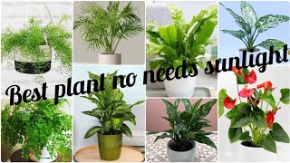 Best Bathroom Plants For Purifying Air  Bathroom Plants No Need Sunlight  indoorplants plants [upl. by Willyt328]