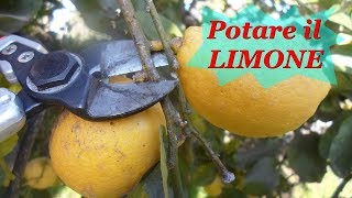 POTARE IL LIMONE [upl. by Emalia497]