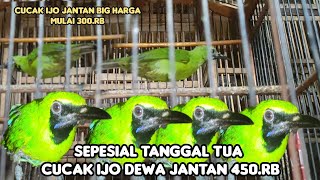 SEPESIAL TANGGAL TUA CUCAK JANTAN HARGA MULAI 300RB [upl. by Newsom545]