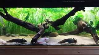 Axolotl Planted Bogwood Tank [upl. by Earahs]