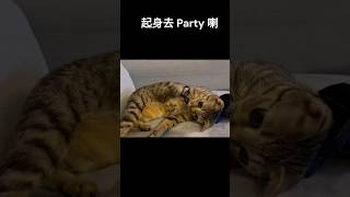 Single cat party catshorts cat catsofyoutube cute catlover 貓咪 [upl. by Linker]