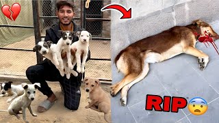 Puppies Ki Mummy Mar Gai ll Sub Puppies Ko Rescue Kr Liya [upl. by Airdnna]