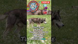 Interesting pact about Alaskan Malamute dog animal facts dogfacts dog alaskanmalamute [upl. by Juback142]