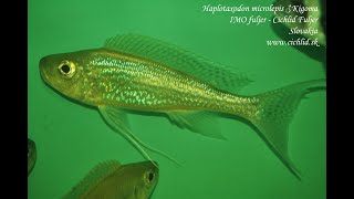 Haplotaxodon microlepis Kigoma [upl. by Afira]