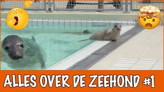 Slaapt de zeehond echt onder water  DierenpraatTV [upl. by Arracat725]