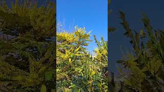 Mahonia japonica and bees at the end of November [upl. by Niram]