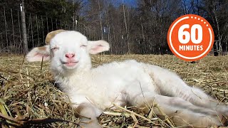 The Very BEST Baby Farm Animals 😍  FUNNIEST Farm Animals [upl. by Notselrahc]